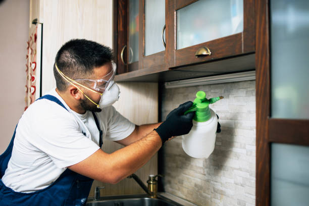 Flea Control Services in Windsor, VA