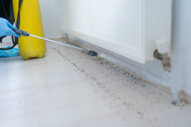 Best Wasp Removal Services  in Windsor, VA