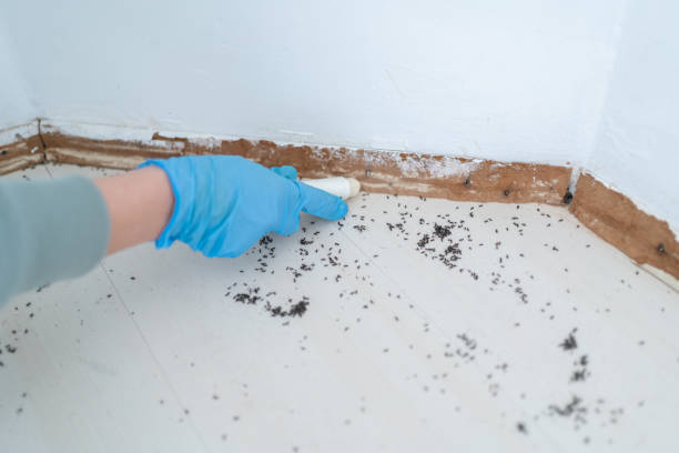 Best Best Pest Control Companies  in Windsor, VA
